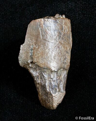 Tyrannosaurid Tooth Fragment - T-Rex #3005